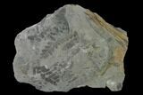 Fossil Fern (Neuropteris & Macroneuropteris) Plate - Kentucky #158731-1